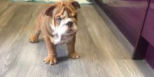 English Bulldog puppies ‪Text us at (317) 360-8691‬