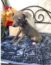 Italian Greyhound Female Puppy ‪Text us at (317) 360-8691‬