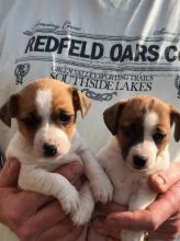 JACK RUSSELL PUPPIES FOR SALE ‪Text us at (317) 360-8691‬