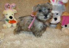 Miniature Schnauzer Male and Female Text us at (317) 360-8691‬