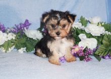 Morkie Puppy ‪Text us at (317) 360-8691‬