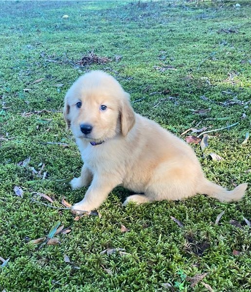 Adorable Goldador Male puppy for sale ‪Text us at (317) 360-8691‬ Image eClassifieds4u