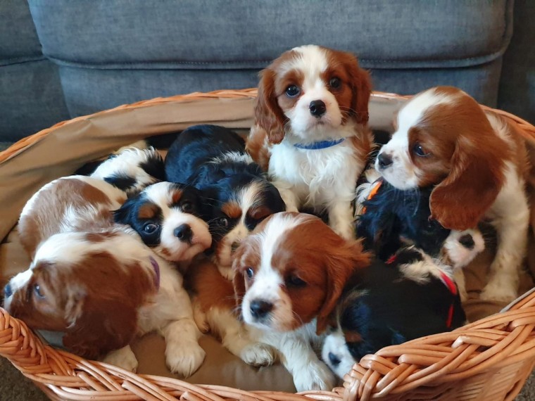Cavalier king Charles spaniel babies now ready ‪Text us at (317) 360-8691‬ Image eClassifieds4u