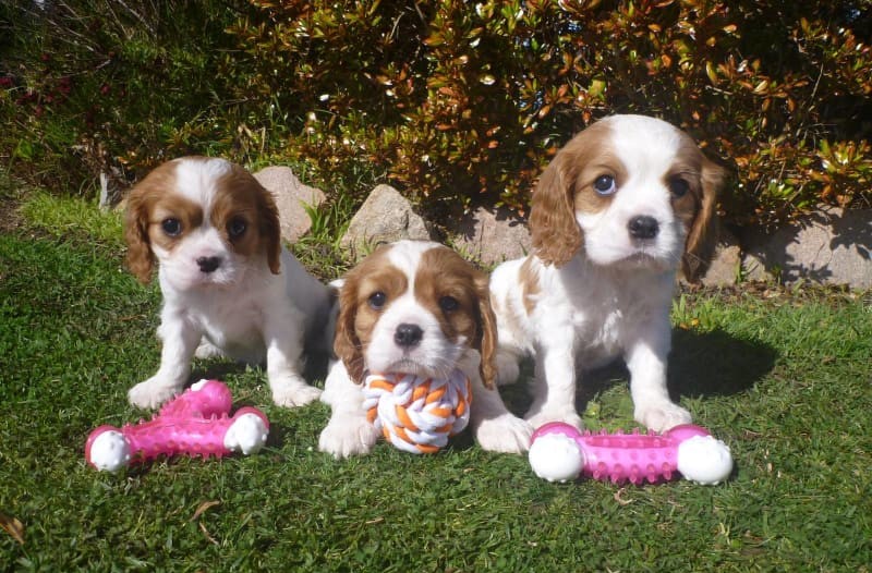 Cavalier king Charles spaniel babies now ready ‪Text us at (317) 360-8691‬ Image eClassifieds4u