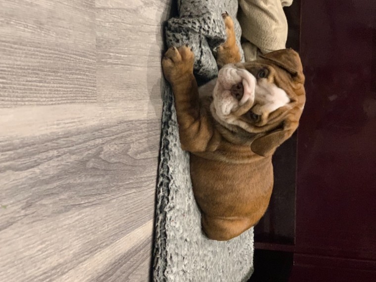 English Bulldog puppies ‪Text us at (317) 360-8691‬ Image eClassifieds4u
