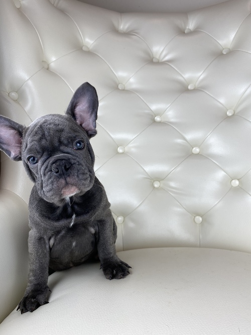 French Bulldog Male and female for sale ‪Text us at (317) 360-8691‬ Image eClassifieds4u