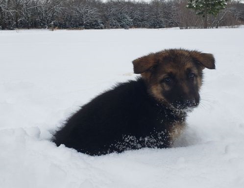 German Shephard For sale ‪Text us at (317) 360-8691‬ Image eClassifieds4u