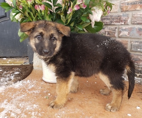 German Shephard For sale ‪Text us at (317) 360-8691‬ Image eClassifieds4u