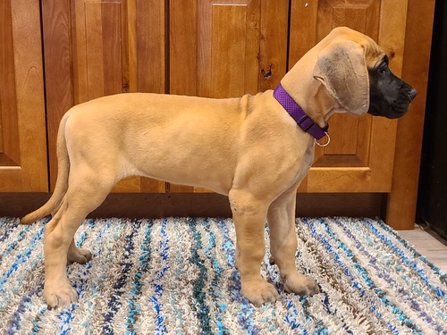 Gorgeous Giant breed Great Dane puppies available ‪Text us at (317) 360-8691‬ Image eClassifieds4u
