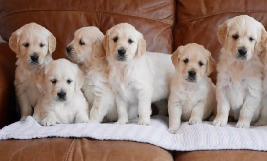Health tested Golden retriever puppies 10 weeks old ‪Text us at (317) 360-8691‬ Image eClassifieds4u