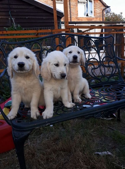 Health tested Golden retriever puppies 10 weeks old ‪Text us at (317) 360-8691‬ Image eClassifieds4u