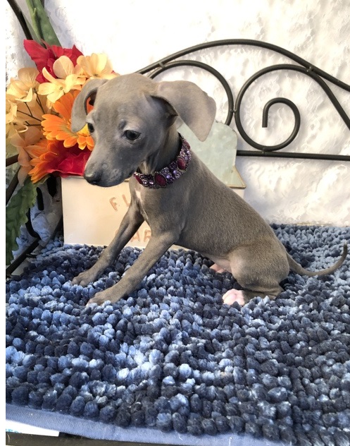 Italian Greyhound Female Puppy ‪Text us at (317) 360-8691‬ Image eClassifieds4u