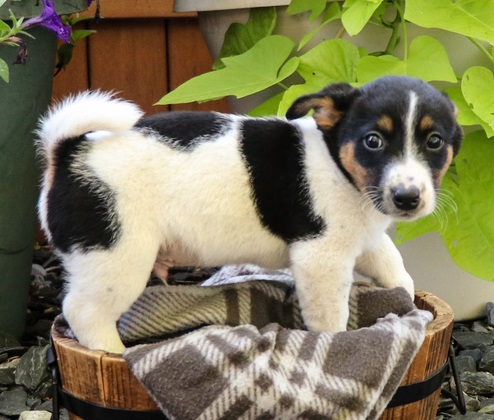 JACK RUSSELL PUPPIES FOR SALE ‪Text us at (317) 360-8691‬ Image eClassifieds4u