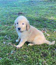 Adorable Goldador Male puppy for sale Text us at (317) 360-8691 Image eClassifieds4U