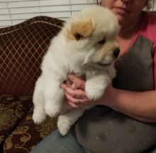 Chow Chow Puppies FOR SALE Text us at (317) 360-8691 Image eClassifieds4u 2