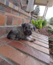 Miniature Schnauzer Male and Female Text us at (317) 360-8691‬ Image eClassifieds4u 2