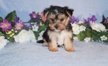 Morkie Puppy ‪Text us at (317) 360-8691‬ Image eClassifieds4u 3