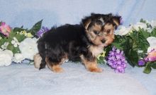 Morkie Puppy ‪Text us at (317) 360-8691‬ Image eClassifieds4u 2
