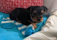 Pocket Size Yorkies ‪Text us at (317) 360-8691‬ Image eClassifieds4u 1