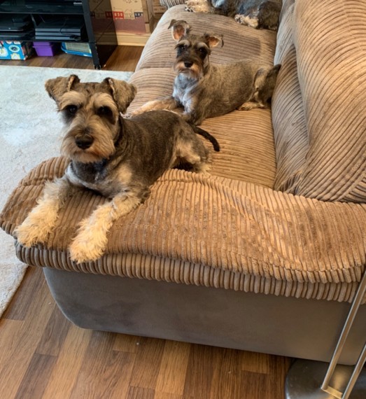 Miniature Schnauzer Male and Female Text us at (317) 360-8691‬ Image eClassifieds4u
