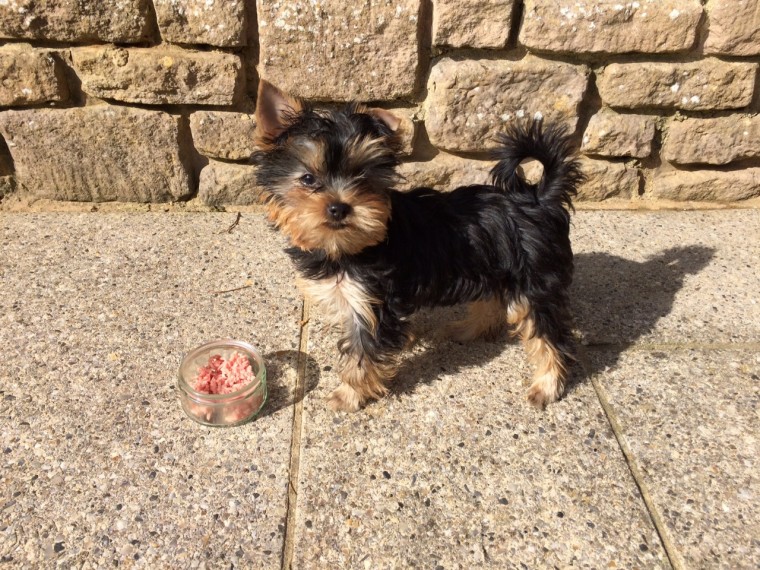 Yorkshire Terrier pups Available ‪Text us at (317) 360-8691‬ Image eClassifieds4u