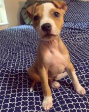 Best Quality male and female American Blue Nose Pitbull puppies for adoption