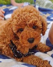 Excellence lovely Male and Female Toy Poodle Puppies for adoption...