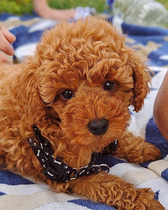 Excellence lovely Male and Female Toy Poodle Puppies for adoption.. Image eClassifieds4u