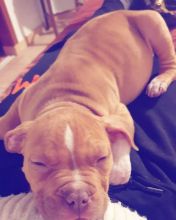 Lovely Male & Female Blue Nose Pitbull Puppies For Adoption Email us (blakeoscar91@gmail.com) Image eClassifieds4u