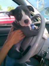 beautifull Blue nose pitbull puppies ready for a new home