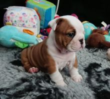 Gorgeous English Bulldog puppies available....Email at⇛⇛[blakeoscar91@gmail.com]