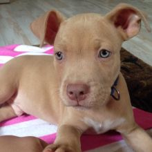 Lovely Male & Female Blue Nose Pitbull Puppies For Adoption Email us (blakeoscar91@gmail.com)