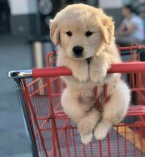 Beautiful golden retriever puppies for adoption