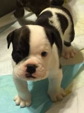 Boston terrier Puppies Available for adoption..EMAIL: blakeoscar91@gmail.com