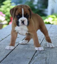 Boxer puppies for good re homing to interested homes. EMAIL: blakeoscar91@gmail.com