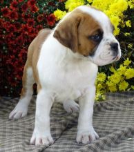 Excellence lovely Male and Female boxer Puppies for adoption