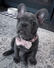 Charming French Bulldog puppies available✿ Email at ⇛⇛[blakeoscar91@gmail.com] Image eClassifieds4U