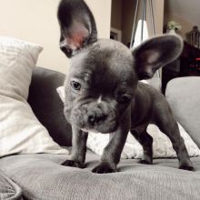 🐕💕 C.K.C FRENCH BULLDOG PUPPIES 🥰 READY FOR A NEW HOME 💗🍀🍀 Image eClassifieds4u 1