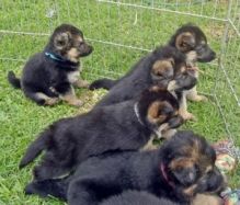 CKCQuality German Shepherd puppies for sale￼💕Delivery possible🌎 Image eClassifieds4U