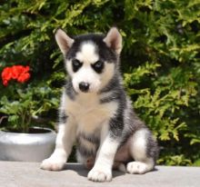 Siberian husky puppies, male and female for adoption...;EMAIL:blakeoscar91@gmail.com Image eClassifieds4u