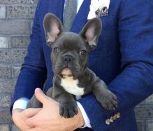 Wormed French Bulldog Puppies available❤️Email me ( blakeoscar91@gmail.com)❤️ Image eClassifieds4u
