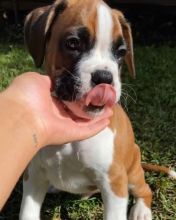 Boxer puppies for good re homing to interested homes.