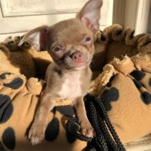 Chihuahua Puppy Ready For A New Home