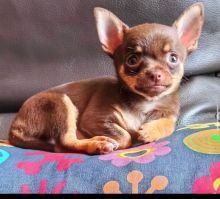 Pomsky puppies available in good health condition for new homes