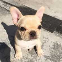 French Bulldog Puppies available, updated on vaccines