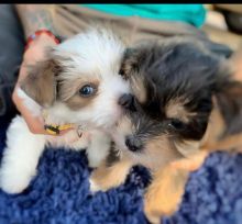 Pomeranian puppies available in good health condition for new homes