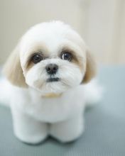 Shih Tzu puppies available in good health condition for new homes