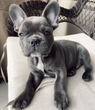 Charming French Bulldog puppies available💕Delivery possible🌎 Free shipping Image eClassifieds4u