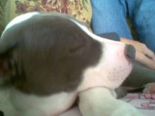 Two pitbull puppies for adoption (blakeoscar91@gmail.com) Image eClassifieds4u