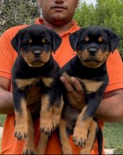 Two Rottweiler Puppies✿✿ Email at ⇛⇛ [brookthomas490@gmail.com] Image eClassifieds4u